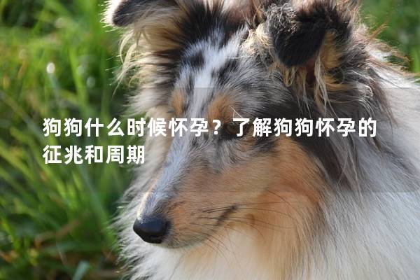 狗狗什么时候怀孕？了解狗狗怀孕的征兆和周期