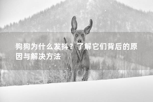 狗狗为什么发抖？了解它们背后的原因与解决方法