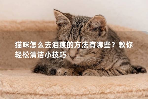 猫咪怎么去泪痕的方法有哪些？教你轻松清洁小技巧