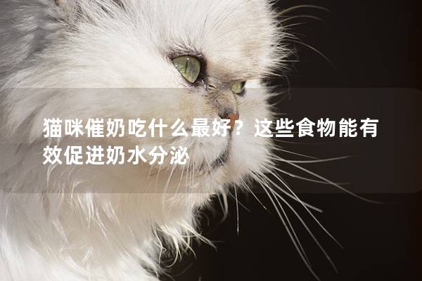 猫咪催奶吃什么最好？这些食物能有效促进奶水分泌