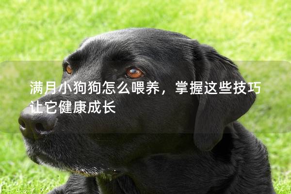 满月小狗狗怎么喂养，掌握这些技巧让它健康成长