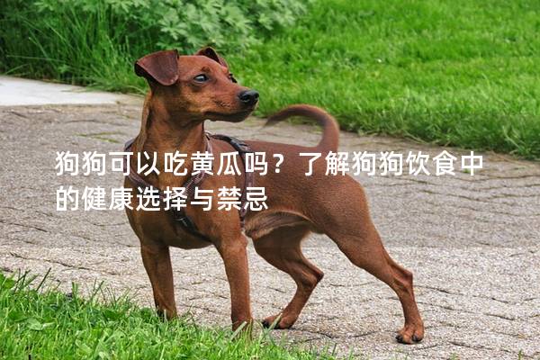 狗狗可以吃黄瓜吗？了解狗狗饮食中的健康选择与禁忌