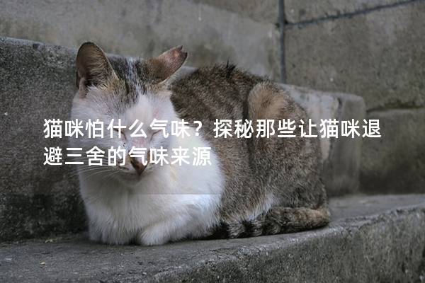 猫咪怕什么气味？探秘那些让猫咪退避三舍的气味来源