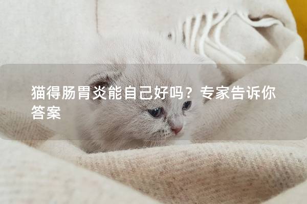 猫得肠胃炎能自己好吗？专家告诉你答案