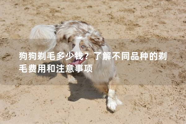 狗狗剃毛多少钱？了解不同品种的剃毛费用和注意事项