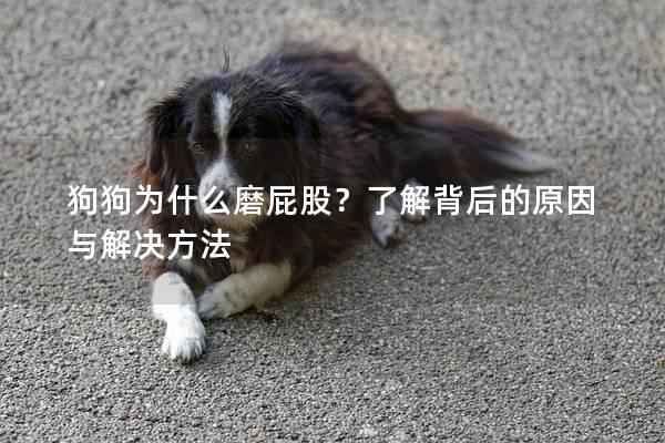 狗狗为什么磨屁股？了解背后的原因与解决方法