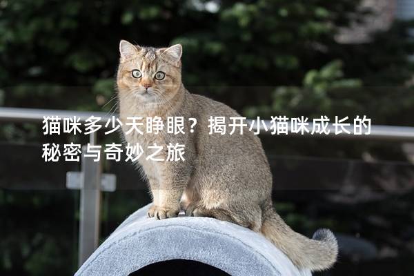 猫咪多少天睁眼？揭开小猫咪成长的秘密与奇妙之旅