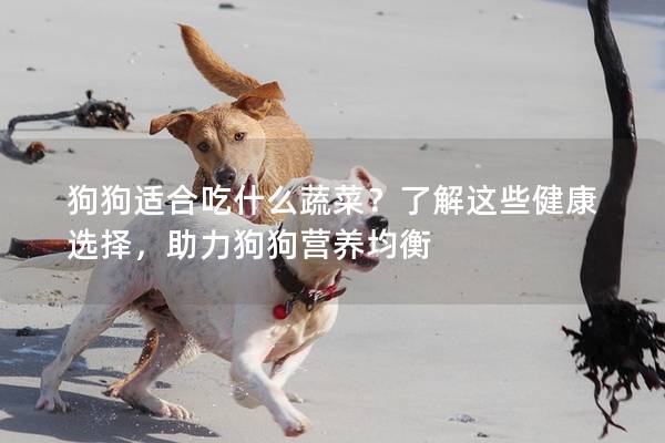 狗狗适合吃什么蔬菜?了解这些健康选择,助力狗狗营养均衡
