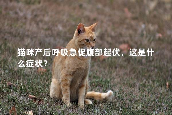 猫咪产后呼吸急促腹部起伏，这是什么症状？