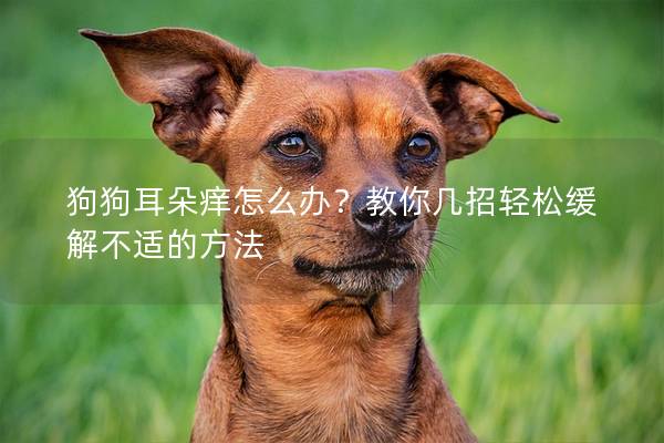 狗狗耳朵痒怎么办？教你几招轻松缓解不适的方法