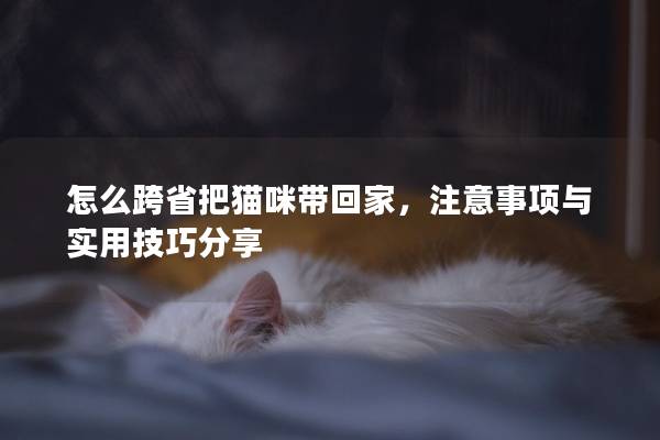 怎么跨省把猫咪带回家，注意事项与实用技巧分享