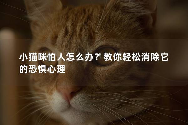 小猫咪怕人怎么办？教你轻松消除它的恐惧心理