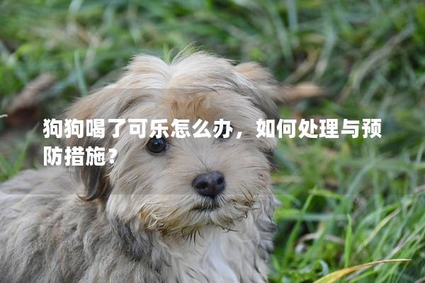 狗狗喝了可乐怎么办，如何处理与预防措施？