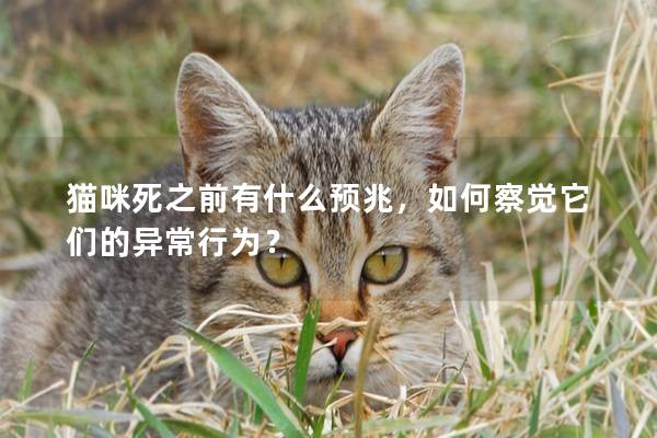 猫咪死之前有什么预兆，如何察觉它们的异常行为？