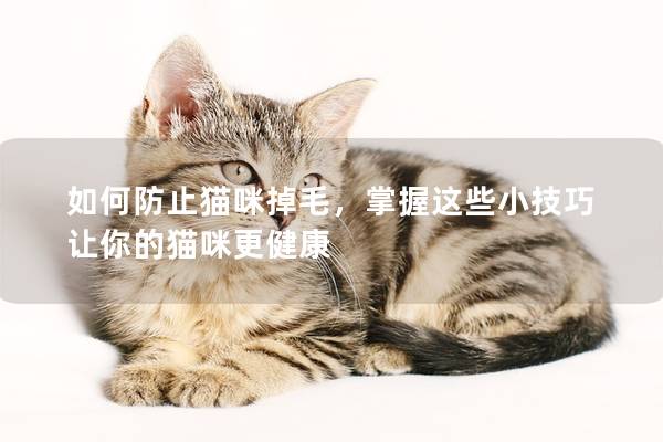 如何防止猫咪掉毛，掌握这些小技巧让你的猫咪更健康