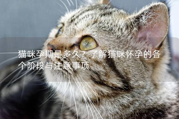 猫咪孕期是多久？了解猫咪怀孕的各个阶段与注意事项