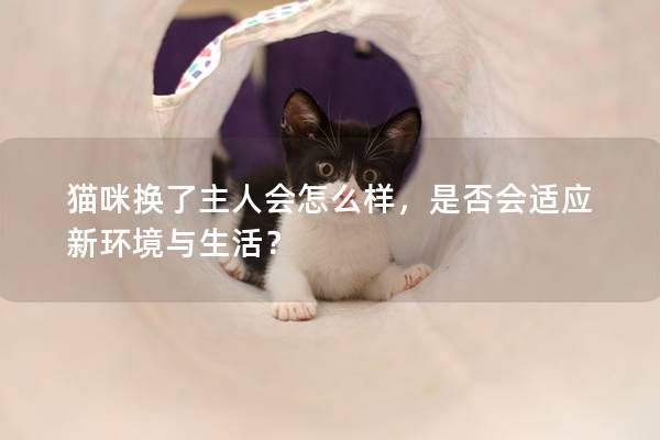 猫咪换了主人会怎么样，是否会适应新环境与生活？