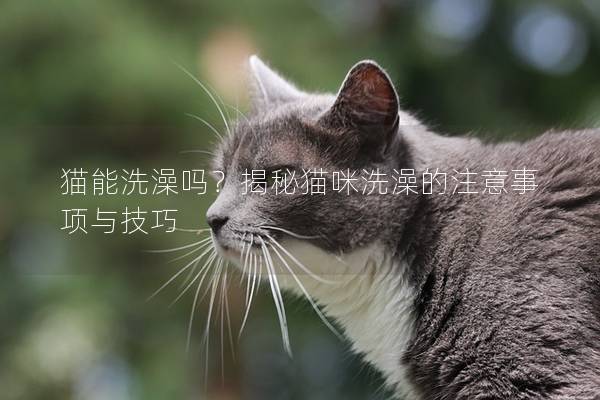 猫能洗澡吗？揭秘猫咪洗澡的注意事项与技巧