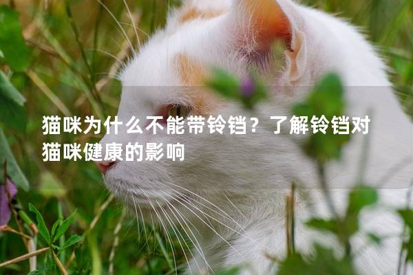 猫咪为什么不能带铃铛？了解铃铛对猫咪健康的影响