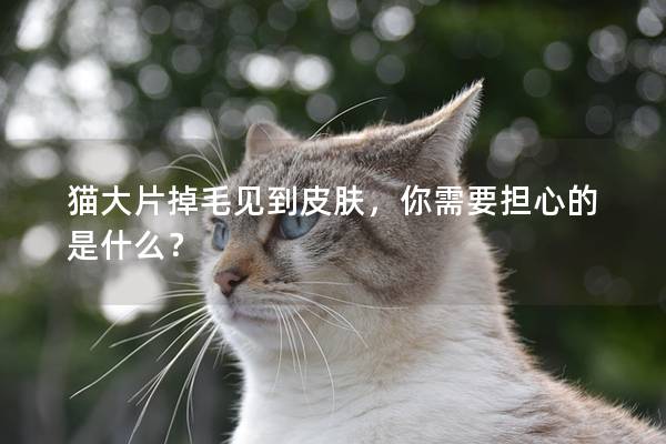 猫大片掉毛见到皮肤，你需要担心的是什么？