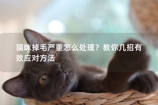 猫咪掉毛严重怎么处理？教你几招有效应对方法