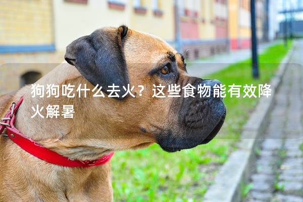 狗狗吃什么去火？这些食物能有效降火解暑