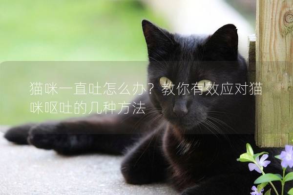 猫咪一直吐怎么办？教你有效应对猫咪呕吐的几种方法