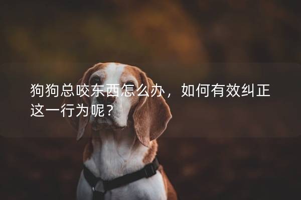 狗狗总咬东西怎么办，如何有效纠正这一行为呢？