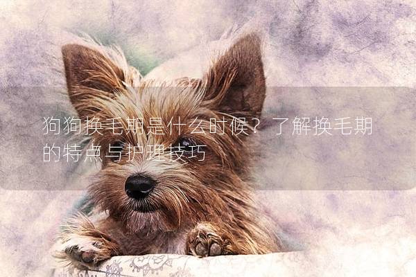 狗狗换毛期是什么时候？了解换毛期的特点与护理技巧