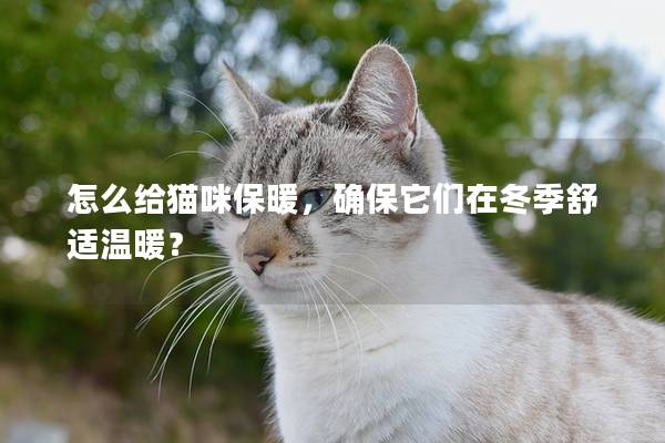 怎么给猫咪保暖，确保它们在冬季舒适温暖？