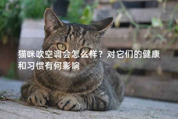 猫咪吹空调会怎么样？对它们的健康和习惯有何影响