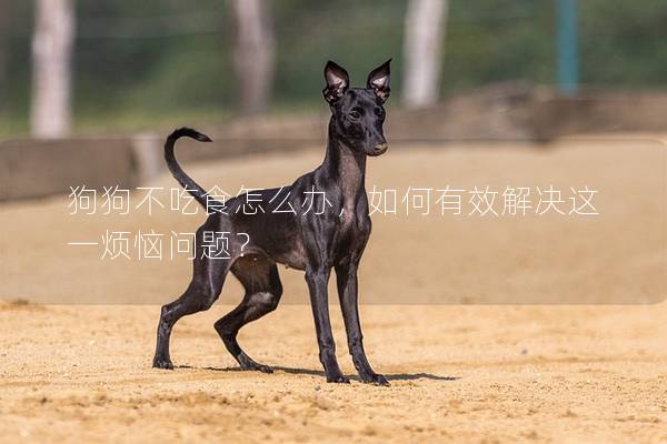 狗狗不吃食怎么办，如何有效解决这一烦恼问题？