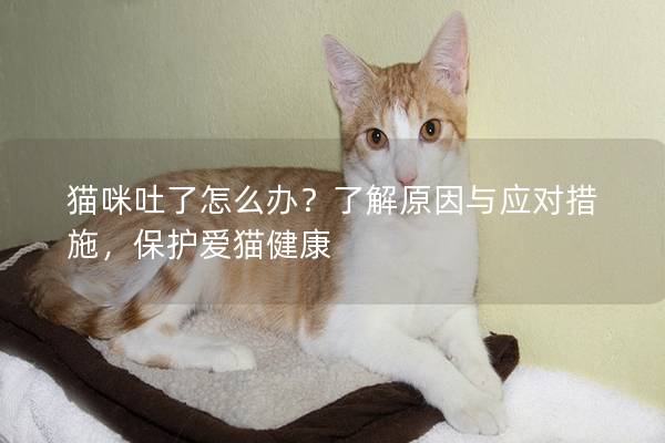 猫咪吐了怎么办？了解原因与应对措施，保护爱猫健康