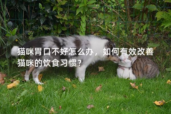 猫咪胃口不好怎么办，如何有效改善猫咪的饮食习惯？