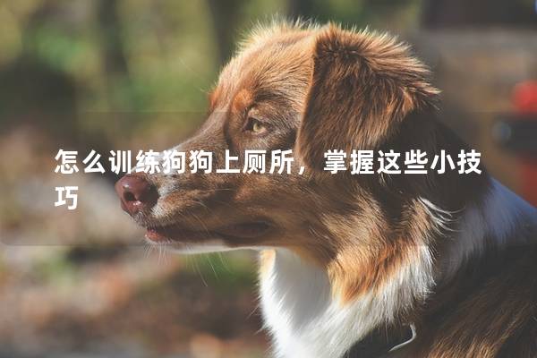 怎么训练狗狗上厕所，掌握这些小技巧