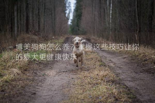 博美狗狗怎么养？掌握这些技巧让你的爱犬更健康快乐