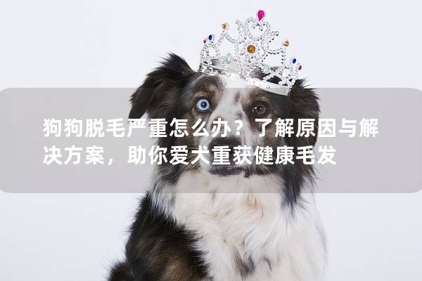 狗狗脱毛严重怎么办？了解原因与解决方案，助你爱犬重获健康毛发