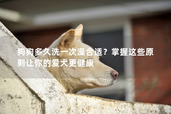 狗狗多久洗一次澡合适？掌握这些原则让你的爱犬更健康