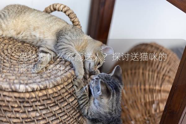 猫咪为什么不能送人？探讨送猫咪的隐患与责任