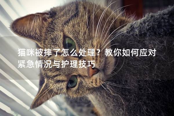 猫咪被摔了怎么处理？教你如何应对紧急情况与护理技巧