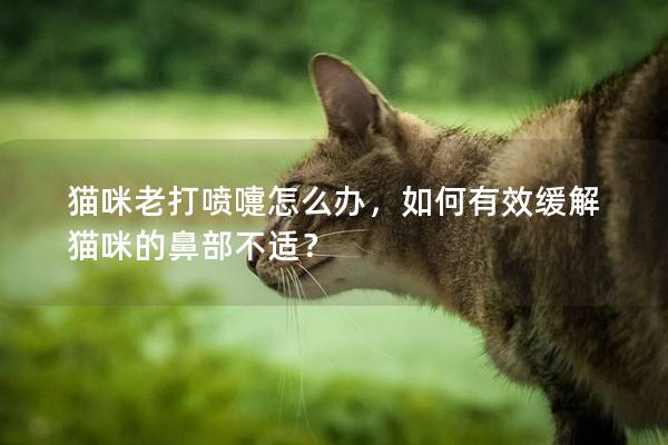 猫咪老打喷嚏怎么办，如何有效缓解猫咪的鼻部不适？