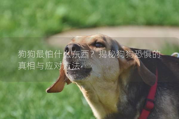 狗狗最怕什么东西？揭秘狗狗恐惧的真相与应对方法