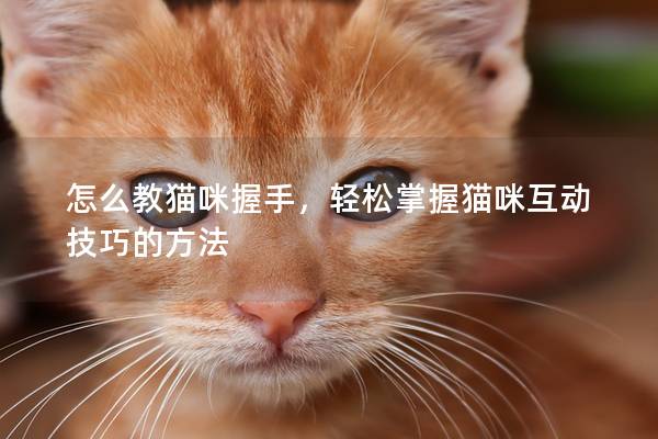 怎么教猫咪握手，轻松掌握猫咪互动技巧的方法