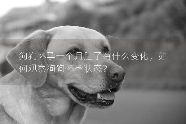 狗狗怀孕一个月肚子有什么变化，如何观察狗狗怀孕状态？