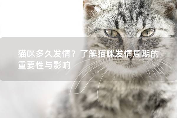 猫咪多久发情？了解猫咪发情周期的重要性与影响