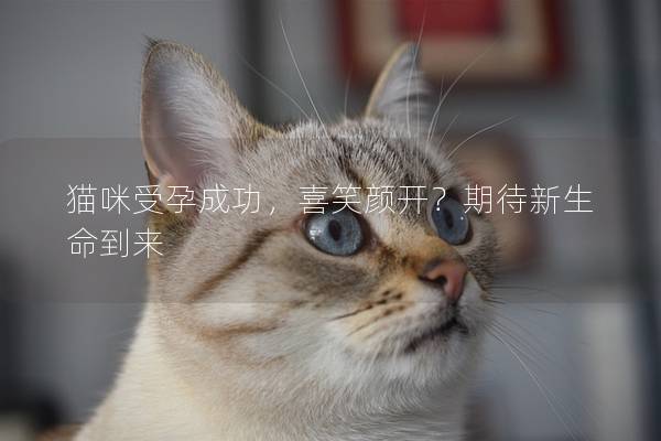 猫咪受孕成功，喜笑颜开？期待新生命到来