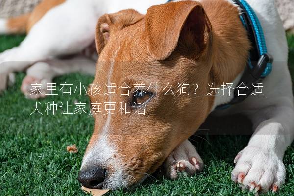 家里有小孩适合养什么狗？选择合适犬种让家庭更和谐