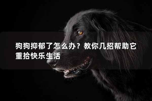 狗狗抑郁了怎么办？教你几招帮助它重拾快乐生活