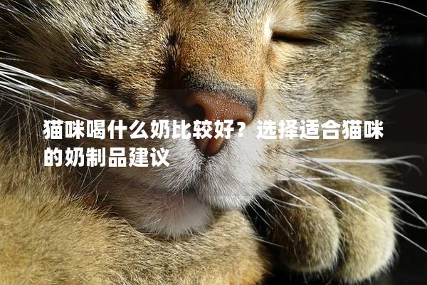 猫咪喝什么奶比较好？选择适合猫咪的奶制品建议