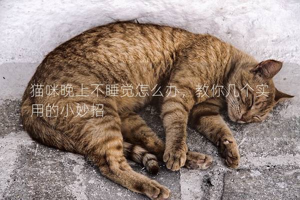 猫咪晚上不睡觉怎么办，教你几个实用的小妙招